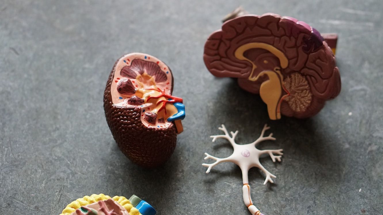 How to Cleanse Kidneys: How to do it (Image via unsplash/Robina Weermieijer)